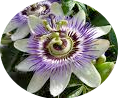 Massage Toowoomba