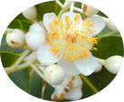 Massage Toowoomba